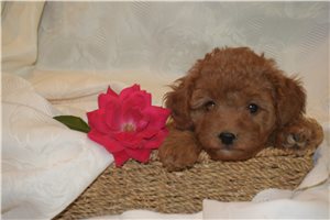 Jubilee - Goldendoodle, Mini for sale