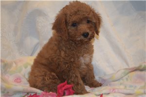 Jessica - Goldendoodle, Mini for sale