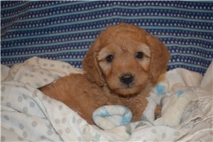 Jenkins - Goldendoodle, Mini for sale