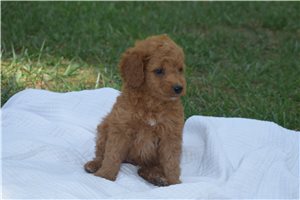 Karter - Goldendoodle, Mini for sale