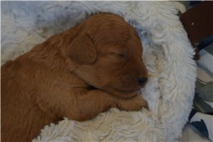 Jaxon - puppy for sale