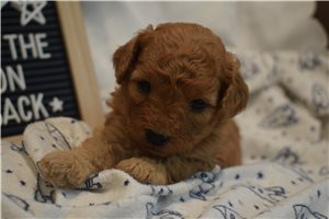 Jeremy - Goldendoodle, Mini for sale