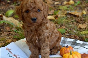 Keaton - puppy for sale