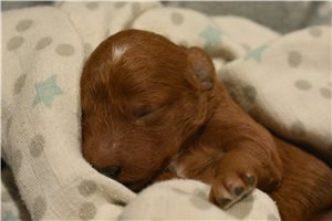 Wesley - puppy for sale