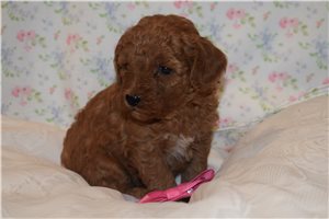 Jubilee - Goldendoodle, Mini for sale