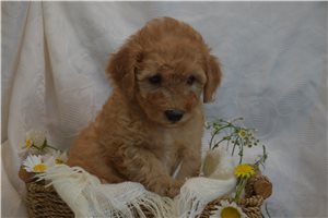 Jeremy - Goldendoodle, Mini for sale
