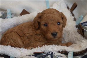 Ricardo - Mini Goldendoodle for sale