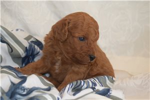 Knox - Goldendoodle, Mini for sale