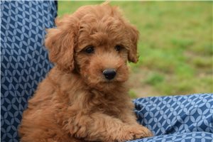 Ricardo - Goldendoodle, Mini for sale