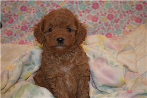 Jubilee - Goldendoodle, Mini for sale