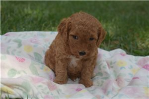 Jessica - Goldendoodle, Mini for sale