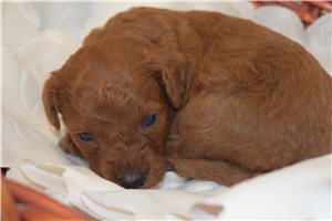Ronny - Goldendoodle, Mini for sale
