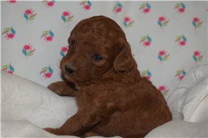 Jubilee - Goldendoodle, Mini for sale