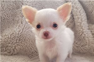 Abner - Chihuahua for sale