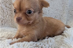 Cecil - Chihuahua for sale