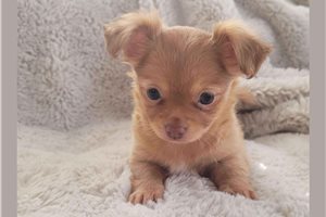 Debby - Chihuahua for sale