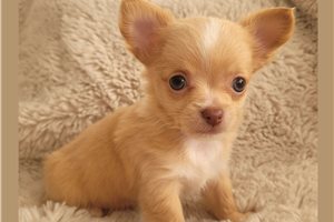 Finnegan - puppy for sale