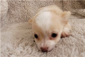 Adele - Chihuahua for sale