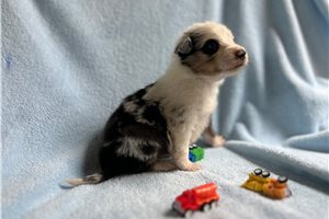 Irene - Australian Shepherd for sale