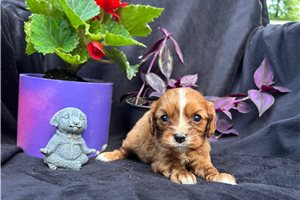 Fiona - Cavalier King Charles Spaniel for sale