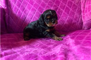 Gregory - Cavalier King Charles Spaniel for sale