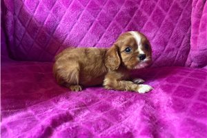 Fergus - Cavalier King Charles Spaniel for sale