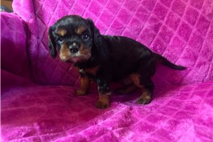 Gabriel - Cavalier King Charles Spaniel for sale