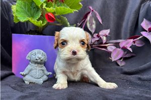Fern - Cavalier King Charles Spaniel for sale
