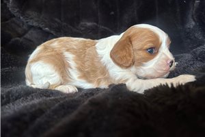Kade - Cavalier King Charles Spaniel for sale
