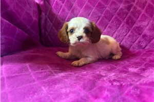 Finn - Cavalier King Charles Spaniel for sale