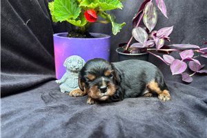 Gregory - Cavalier King Charles Spaniel for sale