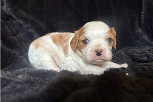 Juniper - Cavalier King Charles Spaniel for sale