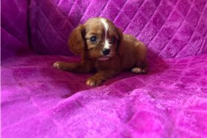 Fiona - Cavalier King Charles Spaniel for sale