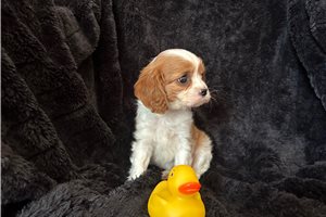 Kade - Cavalier King Charles Spaniel for sale