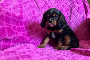 Gabriel - Cavalier King Charles Spaniel for sale