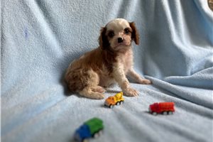 Hank - Cavalier King Charles Spaniel for sale