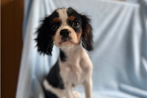 Ennis - Cavalier King Charles Spaniel for sale