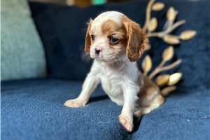 Ericson - puppy for sale