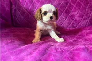 Fern - Cavalier King Charles Spaniel for sale