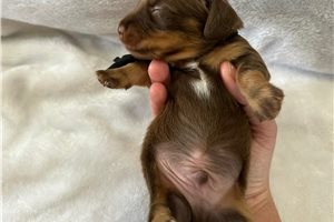 Fabio - puppy for sale