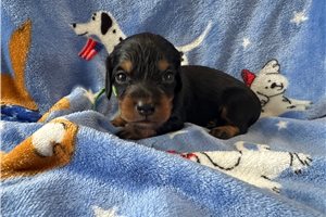 Sebastian - Dachshund, Tweenie for sale