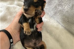 Gigi - puppy for sale