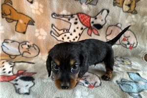 Sebastian - Tweenie Dachshund for sale