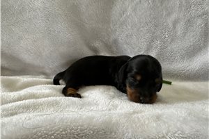 Sebastian - puppy for sale