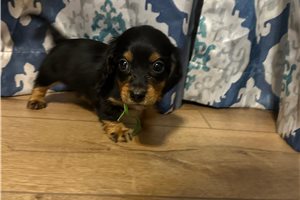 Sebastian - Dachshund, Tweenie for sale