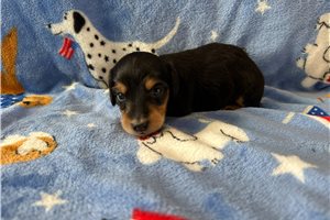 Gigi - Dachshund, Tweenie for sale