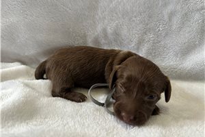 Geyser - Tweenie Dachshund for sale