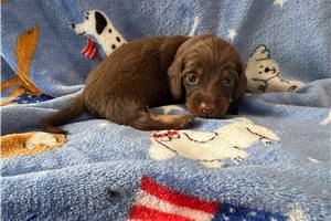 Fabio - Dachshund, Tweenie for sale
