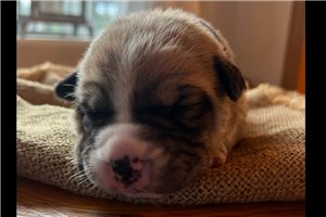 Leanne - Mixed/Other for sale