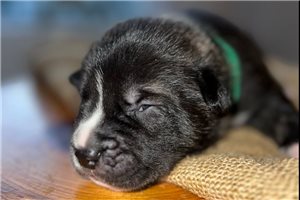 Lucky - Mixed/Other for sale